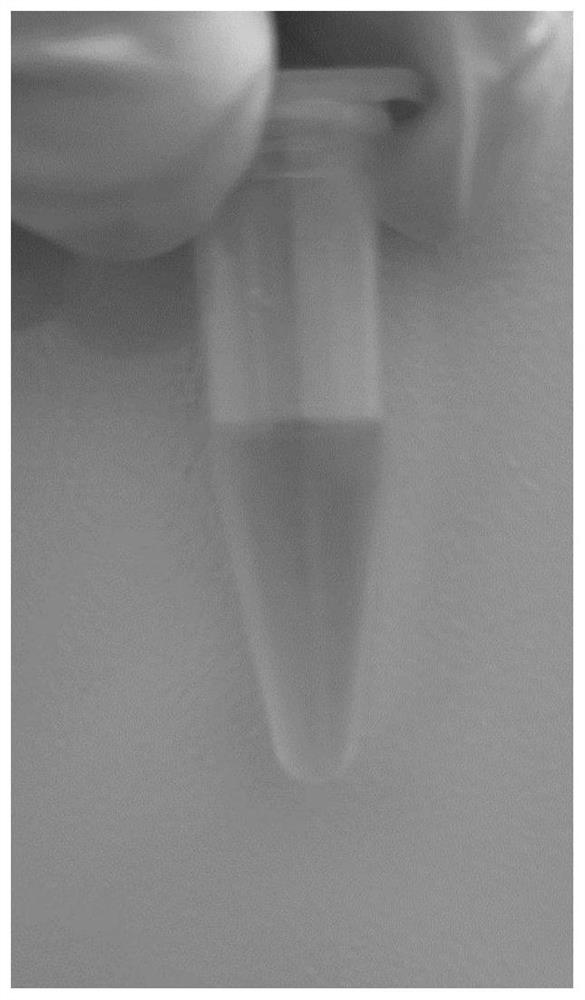 Functional single-chain cyclic poly (beta-amino ester) as well as preparation method and gene delivery drug application thereof