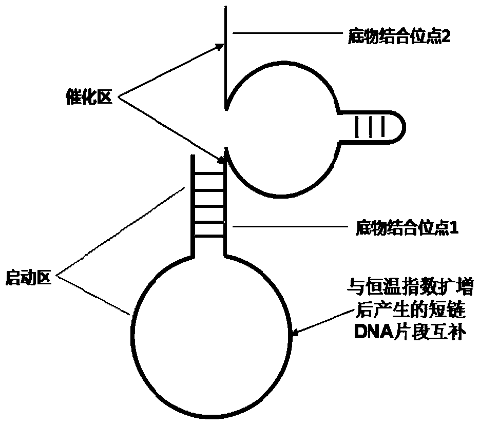 A constant temperature exponential amplification technique based on triple amplification reaction cascade and its application in microRNA detection