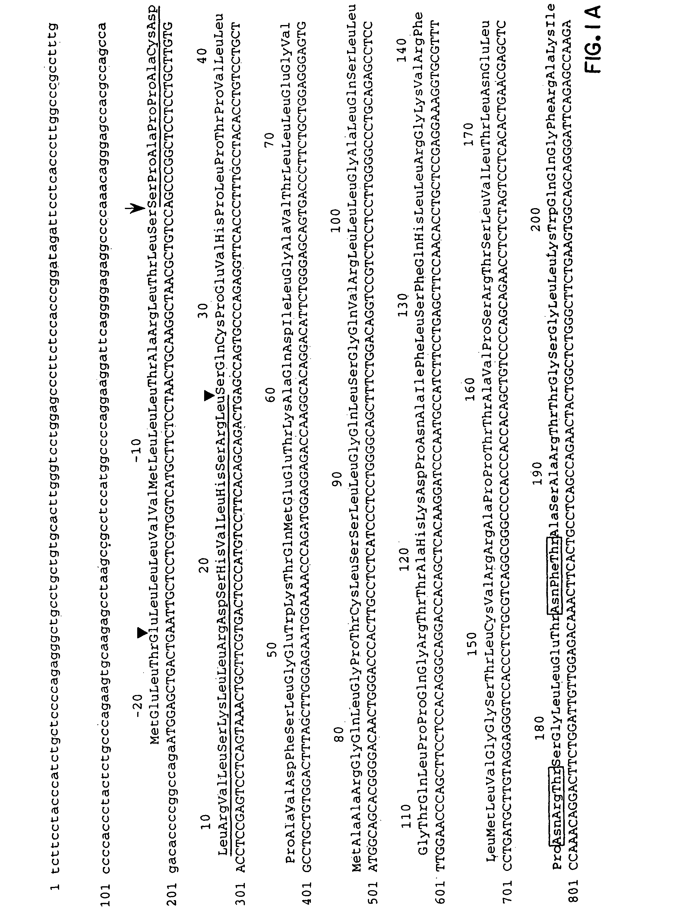 Mpl ligand (thrombopoietin), nucleic acids encoding such, and methods of treatment using mpl ligand