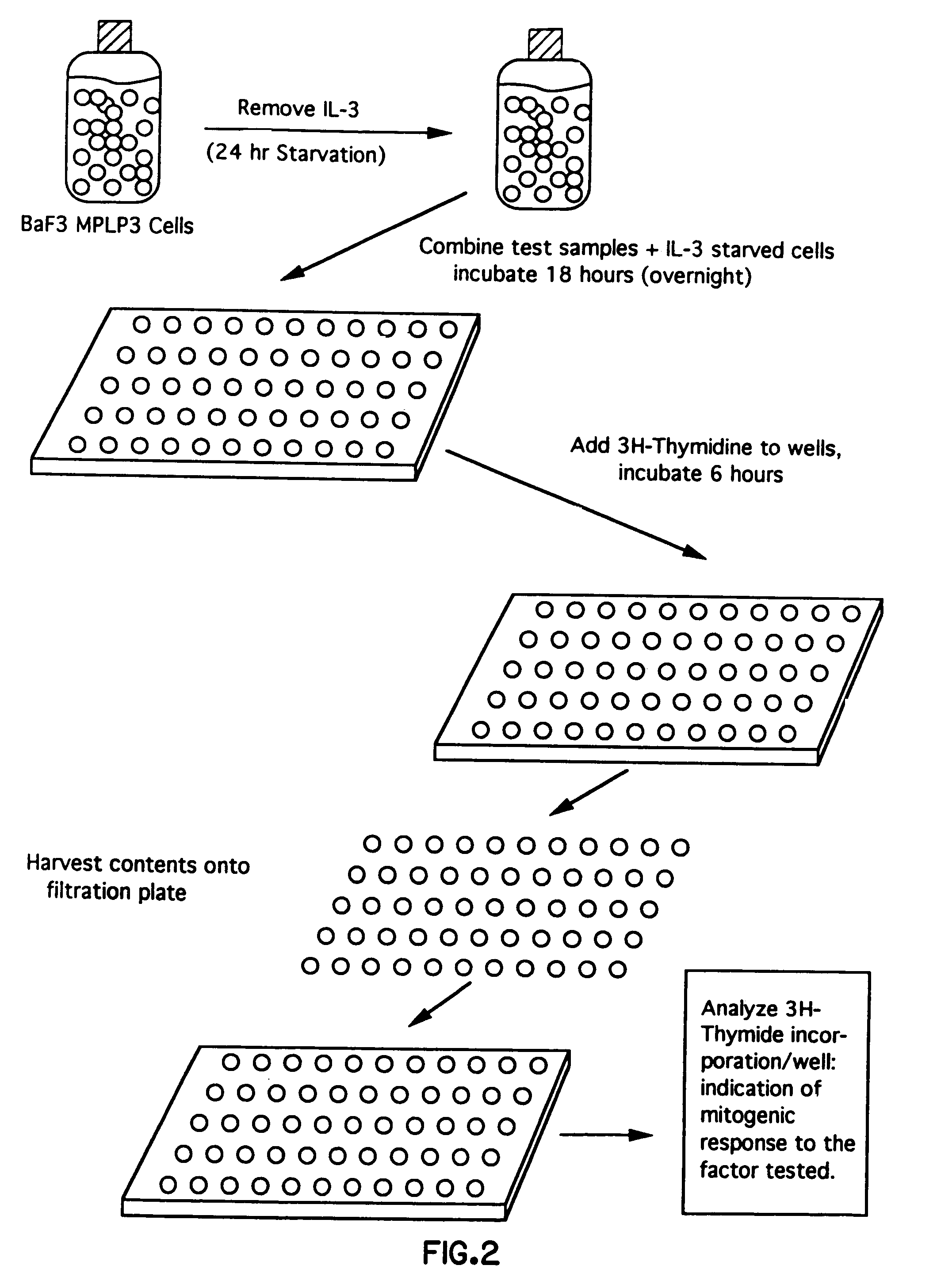 Mpl ligand (thrombopoietin), nucleic acids encoding such, and methods of treatment using mpl ligand