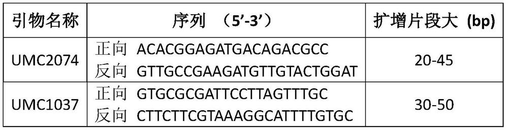 A set of ssr molecular markers for identifying maize varieties and their applications