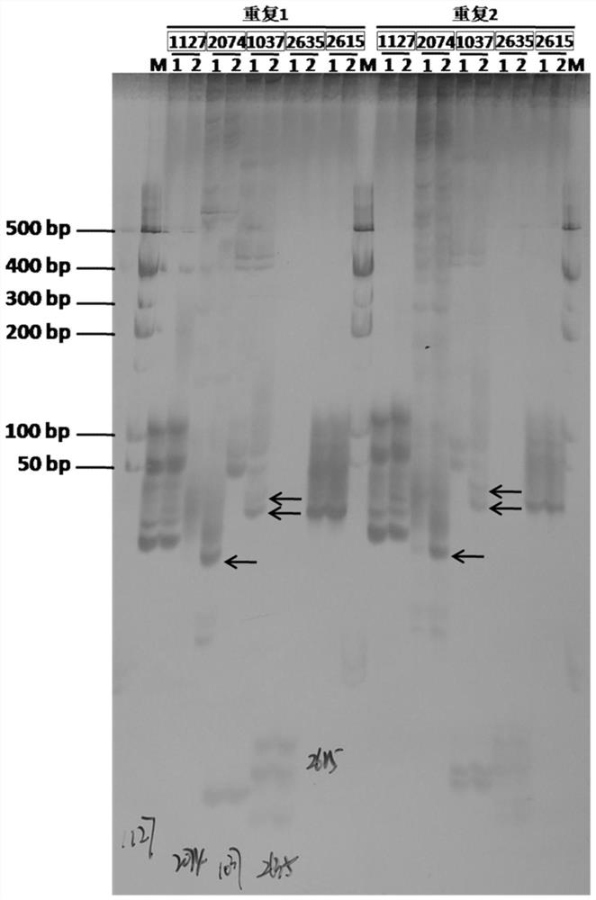 A set of ssr molecular markers for identifying maize varieties and their applications