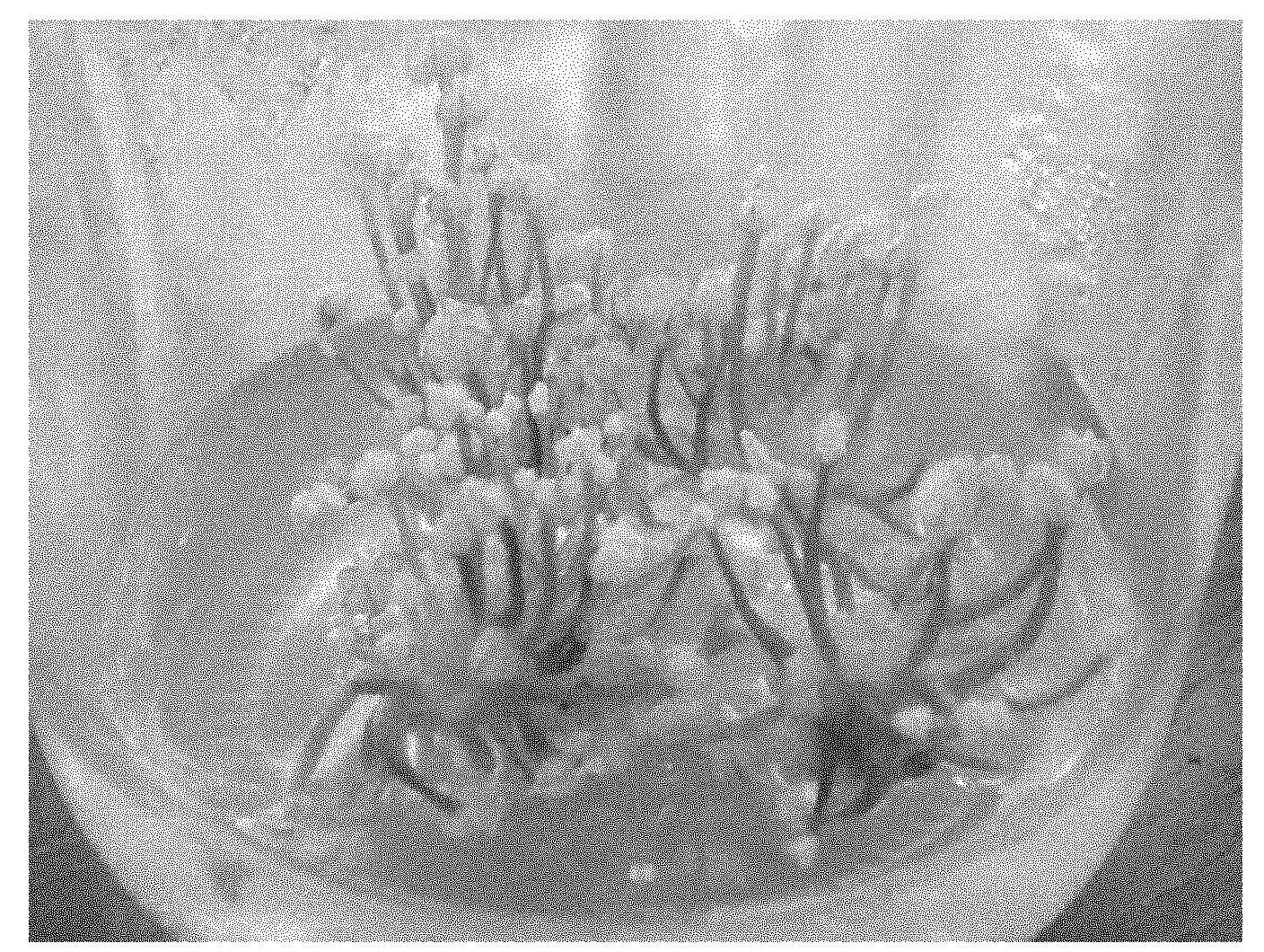 Onion callus induction method and special culture medium thereof