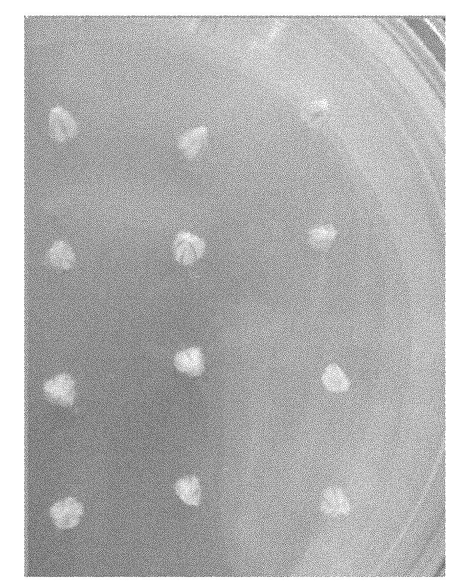 Onion callus induction method and special culture medium thereof