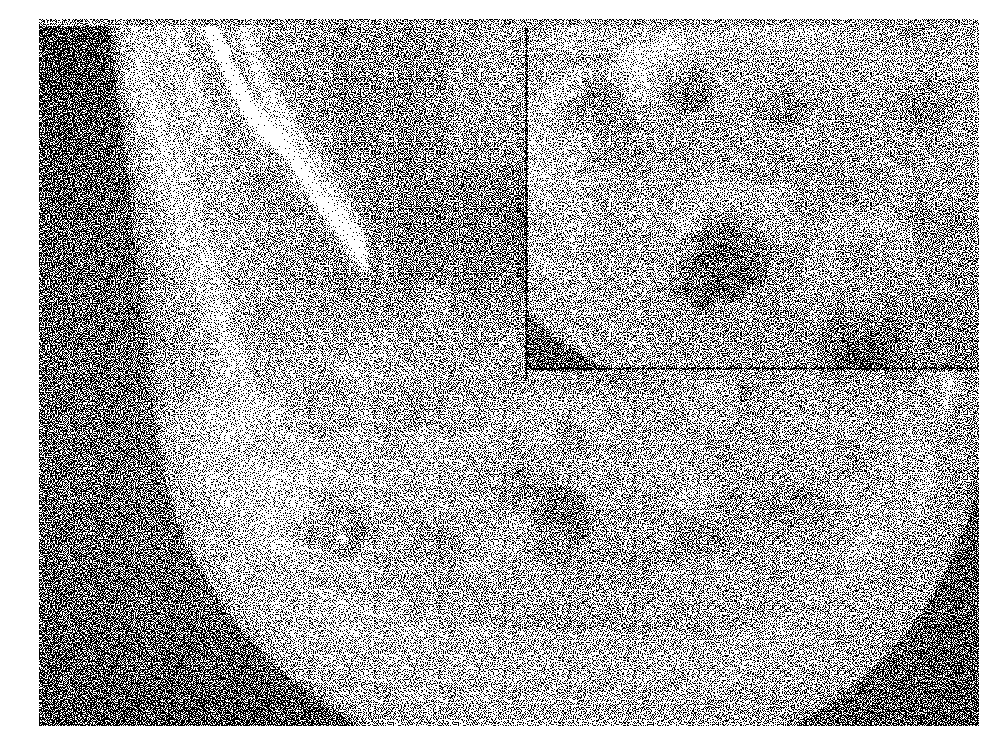 Onion callus induction method and special culture medium thereof