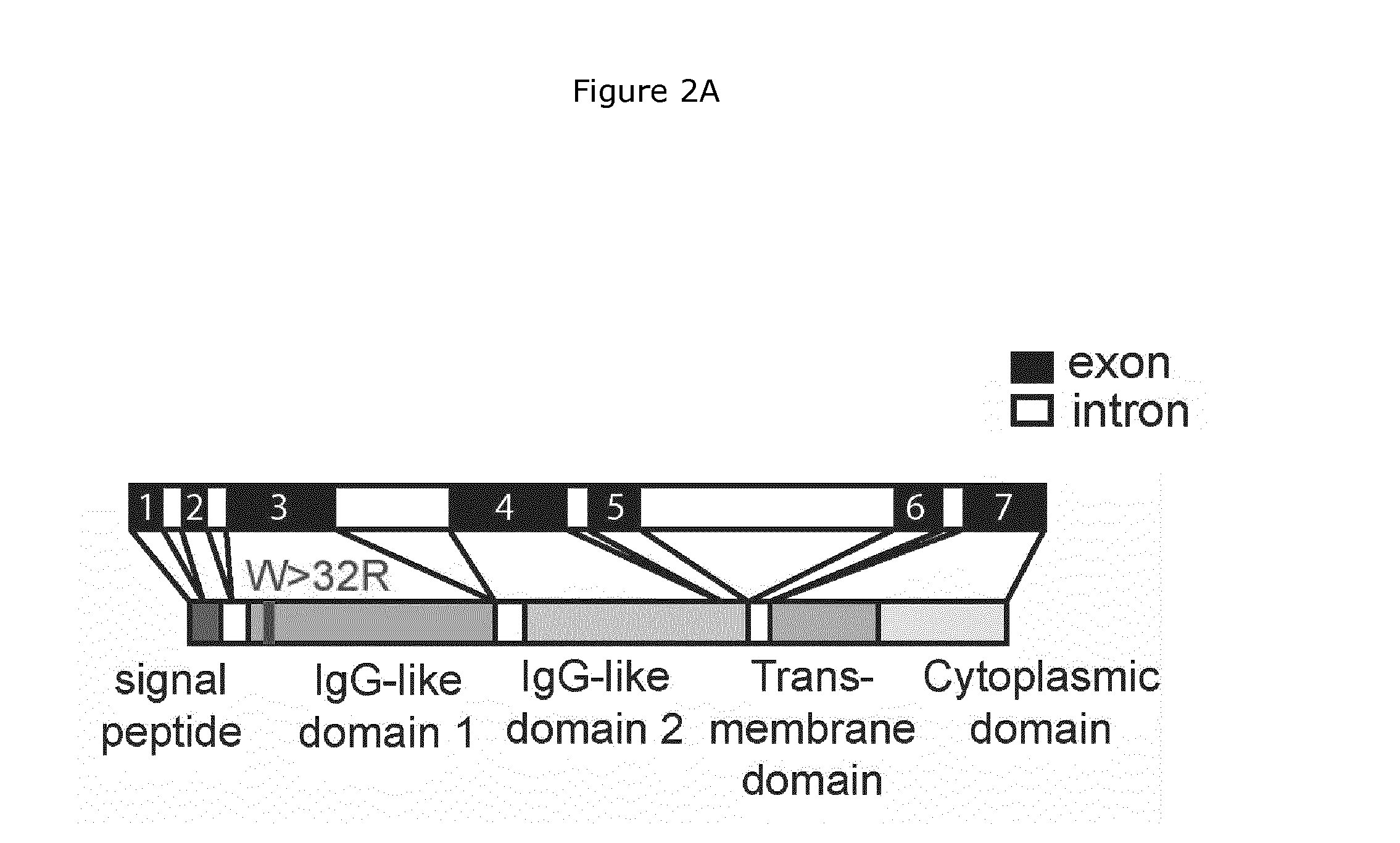 Nkp46-mediated nk cell tuning