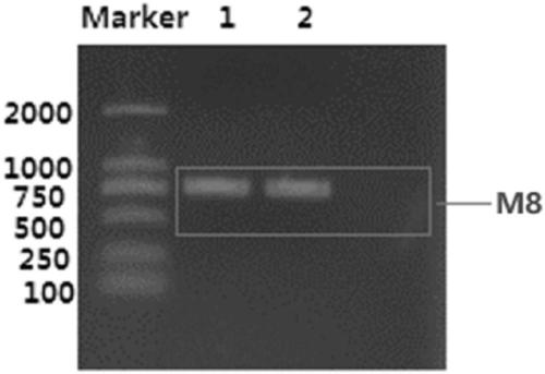 Carrier protein, recombinant expression vector, exosome and preparation method and application of exosome