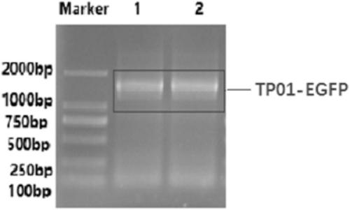 Carrier protein, recombinant expression vector, exosome and preparation method and application of exosome