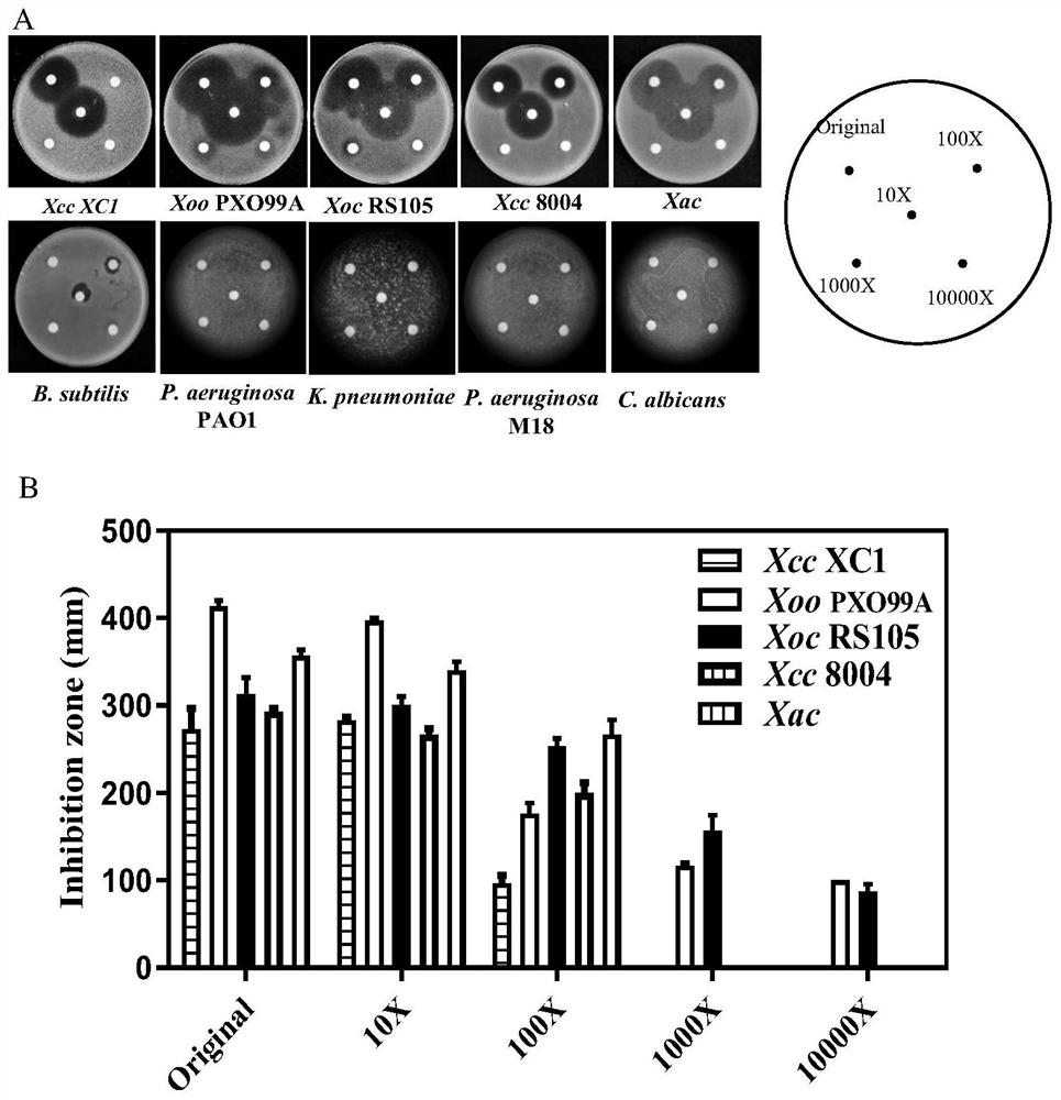 A Strain of Streptomyces that Produces Penicidin a1 and Inhibits the Growth of Phytopathogenic Xanthomonas