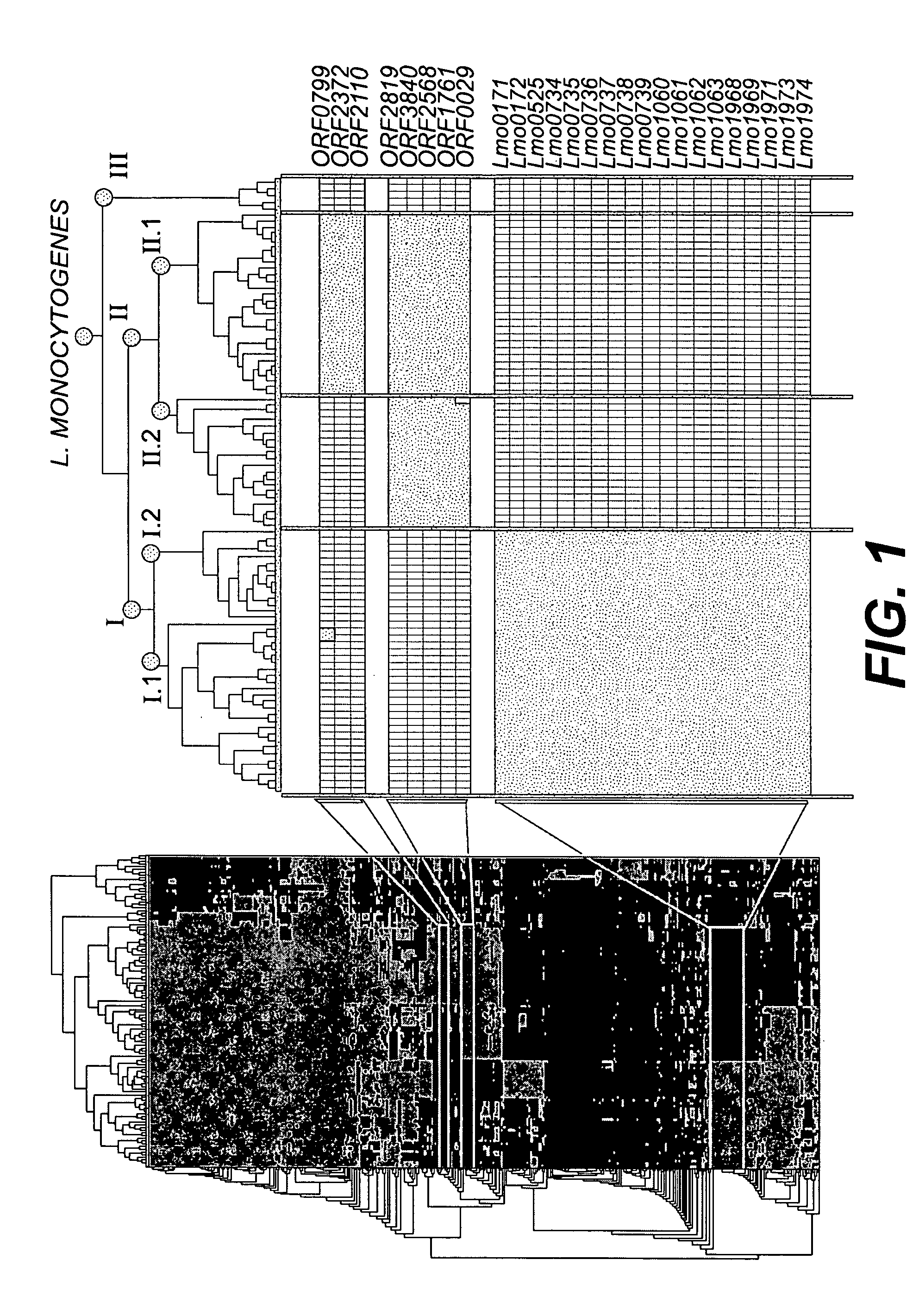 Molecular typing of listeria monocytogenes, hybridization supports and kits for said molecular typing