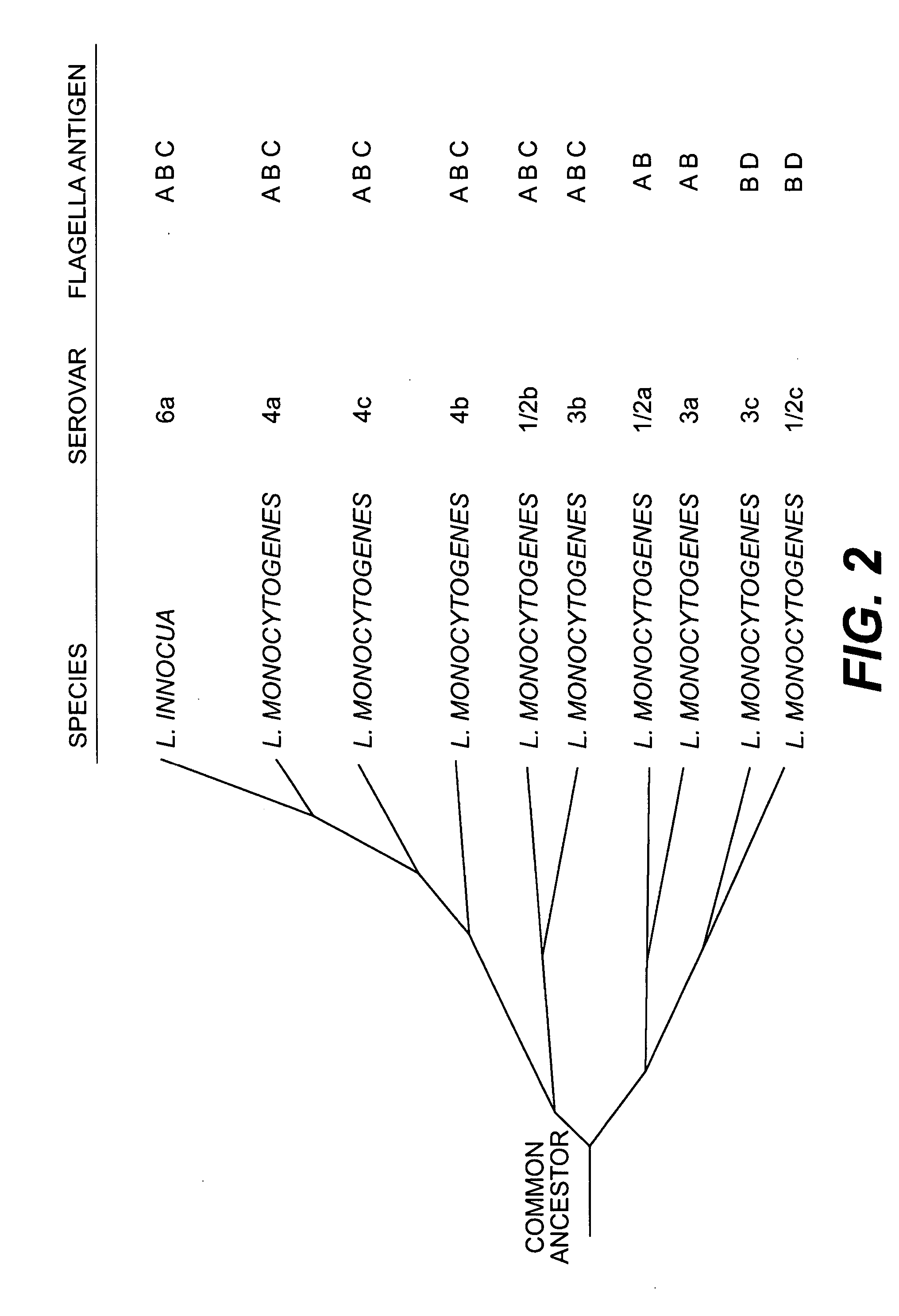 Molecular typing of listeria monocytogenes, hybridization supports and kits for said molecular typing