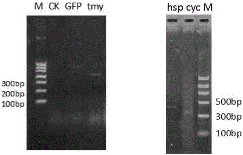 Whole-set reagent and method for inhibiting gene expression of pine wood nematode