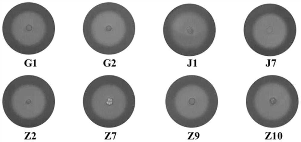 High-temperature-resistant high-yield cellulase bacillus subtilis and application thereof