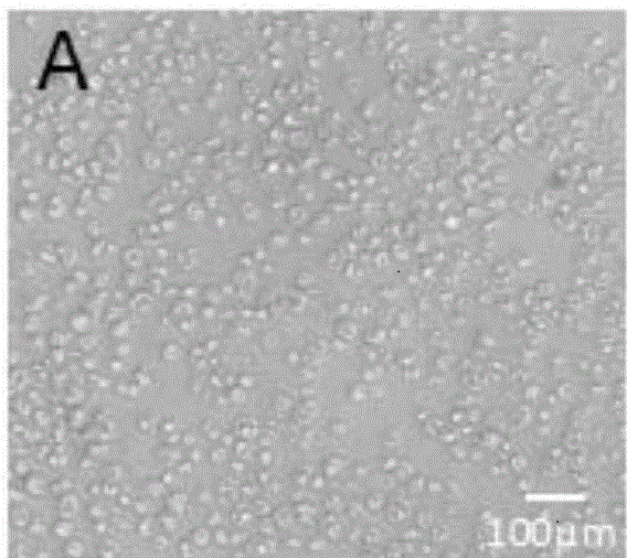 Complete medium for cultivating cPGCs (chicken primordial germ cells) and using method of complete medium