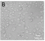 Complete medium for cultivating cPGCs (chicken primordial germ cells) and using method of complete medium