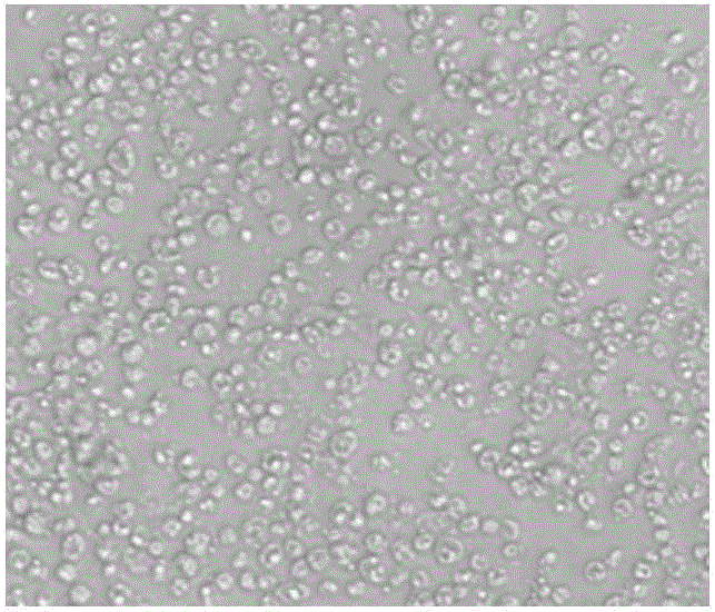 Complete medium for cultivating cPGCs (chicken primordial germ cells) and using method of complete medium