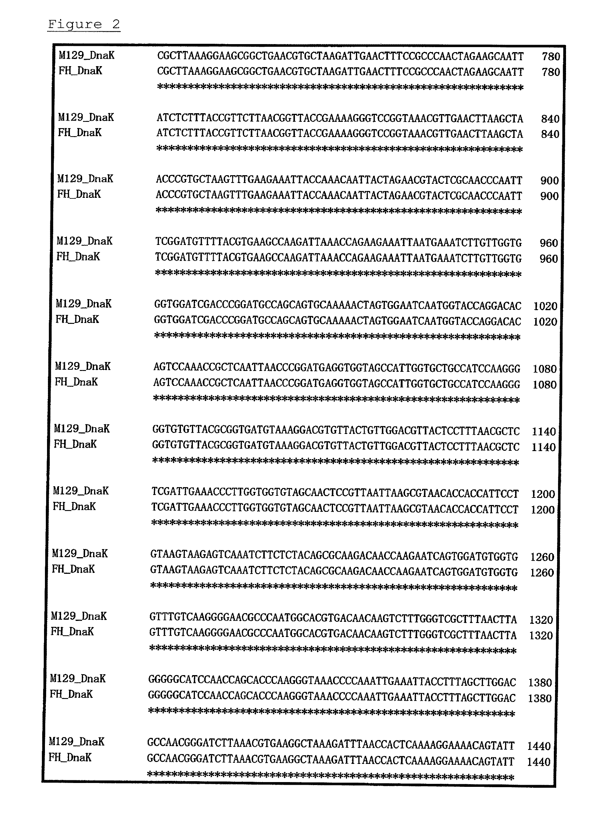 Method for detecting microorganisms belonging to mycoplasma pneumoniae and/or mycoplasma genitalium