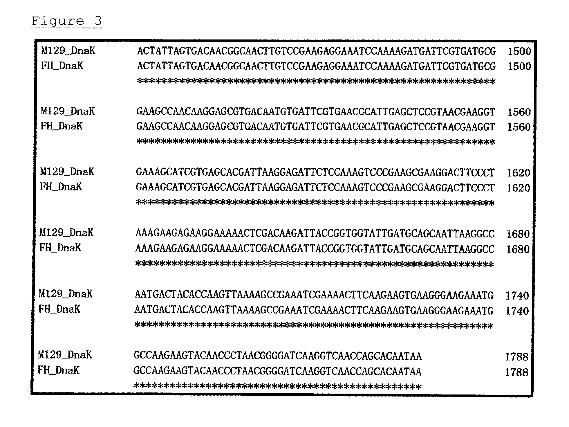 Method for detecting microorganisms belonging to mycoplasma pneumoniae and/or mycoplasma genitalium