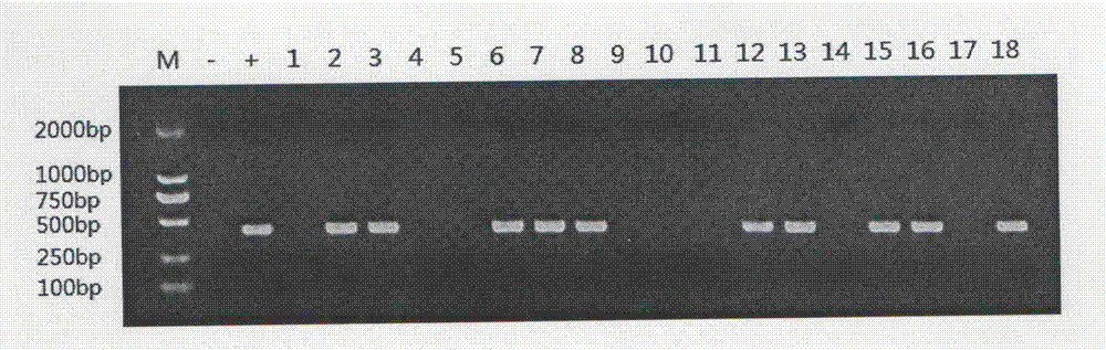 Vaccine strain for mycoplasmal pneumonia of swine