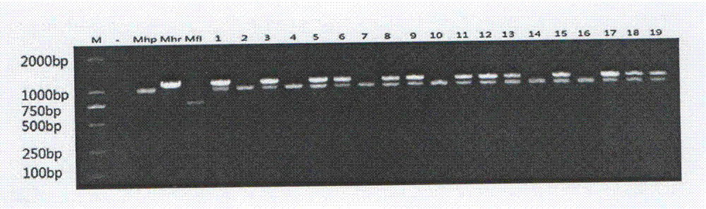 Vaccine strain for mycoplasmal pneumonia of swine