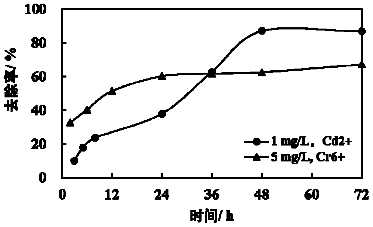 Burkholderia sp. Y-4 and application thereof to adsorption of heavy metal ions and sulfamido antibiotics