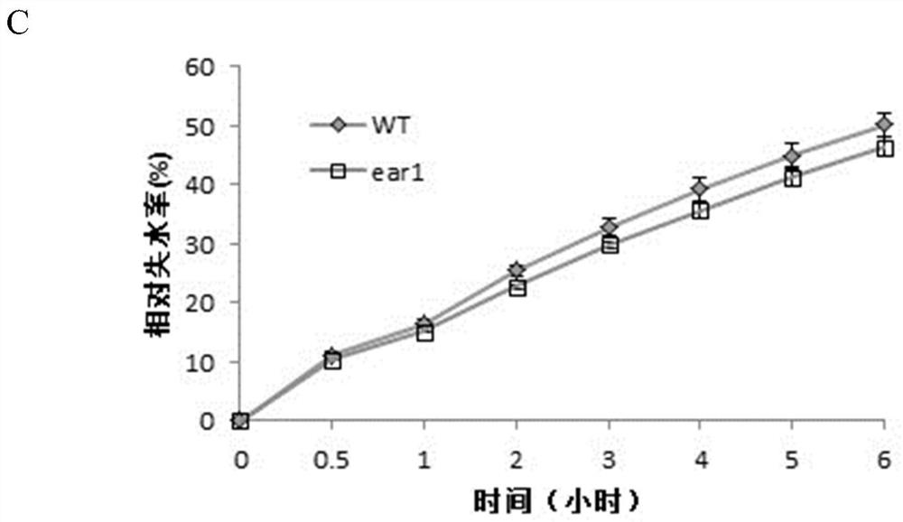 A kind of ear1 protein related to plant drought resistance, its coding gene and application