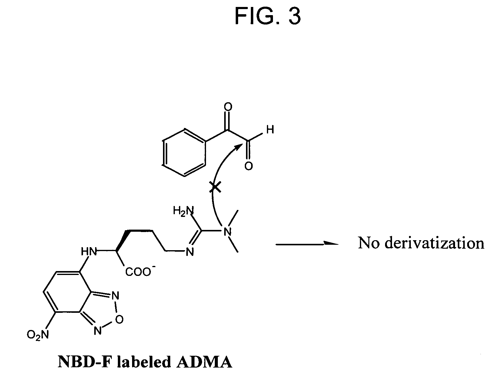 Methods for detecting asymmetric dimethylarginine in a biological sample