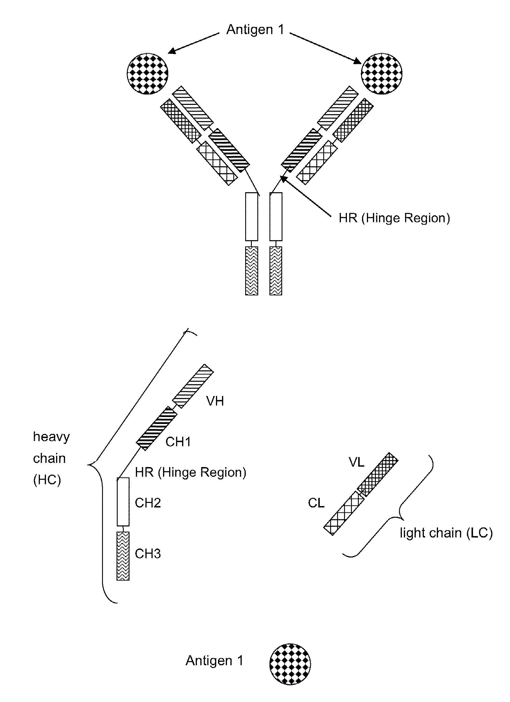 Bispecific Anti ErbB2 / Anti cMet Antibodies