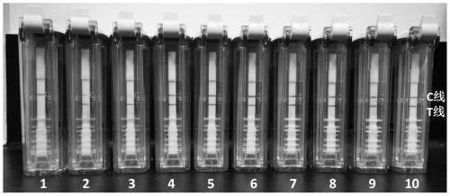 RAA amplification primer and probe for rapidly detecting carp edema virus, detection kit and using method