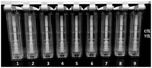 RAA amplification primer and probe for rapidly detecting carp edema virus, detection kit and using method