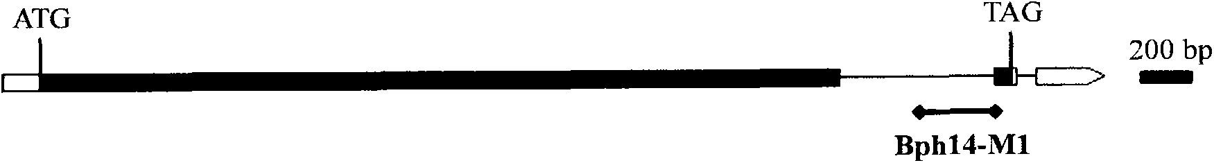 Gene marker of major gene Bph14 for resisting brown planthopper in rice and application thereof