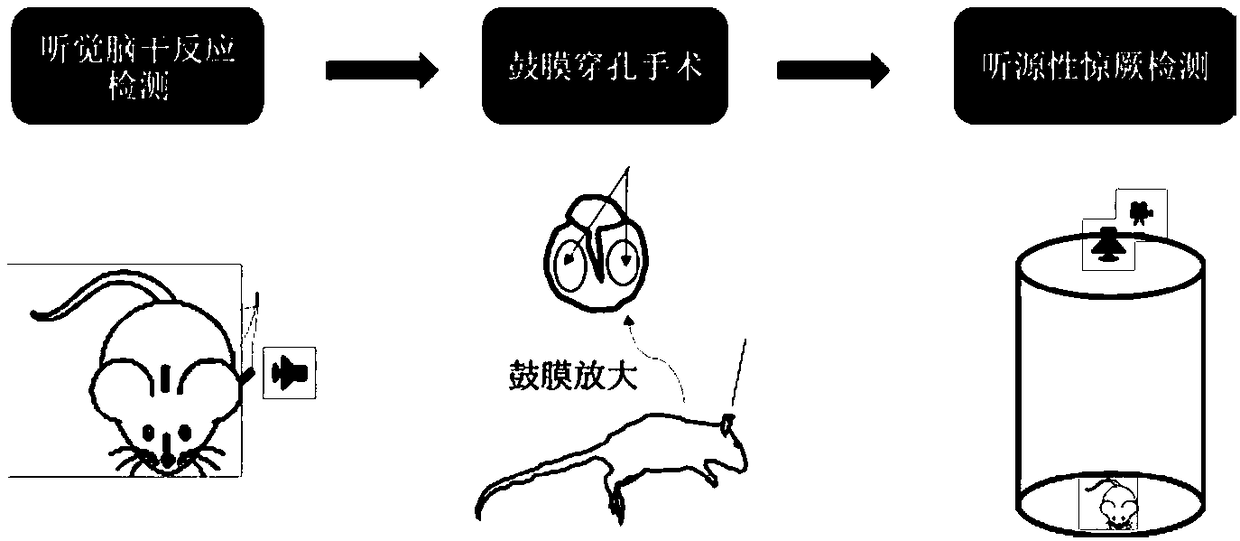 Method for establishing audiogenic seizure (AGS) model based on perforation of tympanic membrane