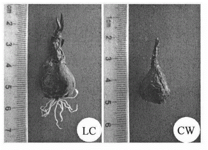 Method for breaking dormancy of tulipa edulis bulbs and increasing yield