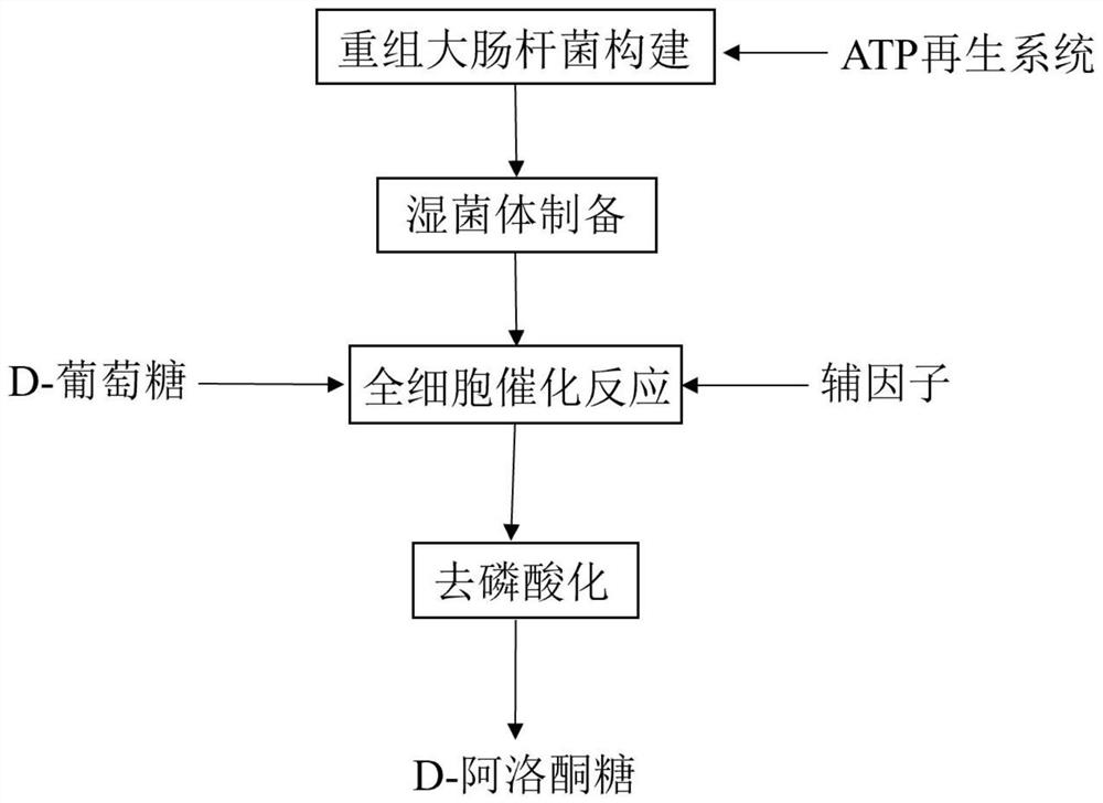 Method for synthesizing D-psicose by combining phosphorylation and ATP (adenosine triphosphate) regeneration system