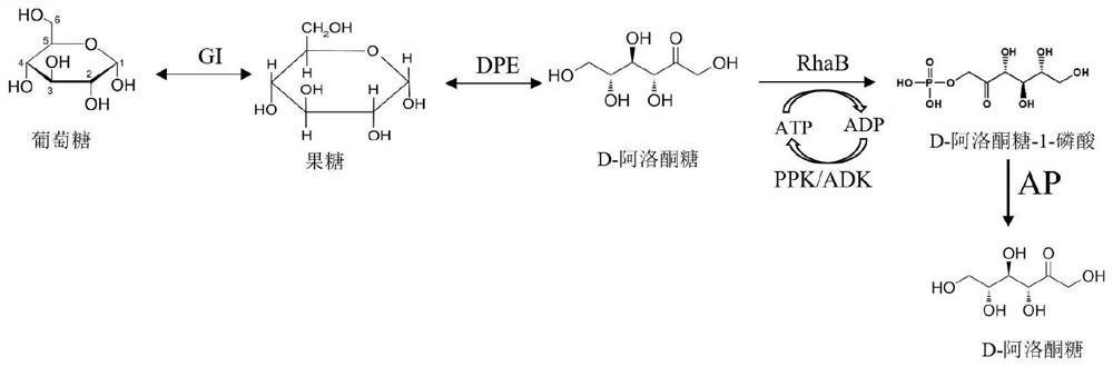 Method for synthesizing D-psicose by combining phosphorylation and ATP (adenosine triphosphate) regeneration system