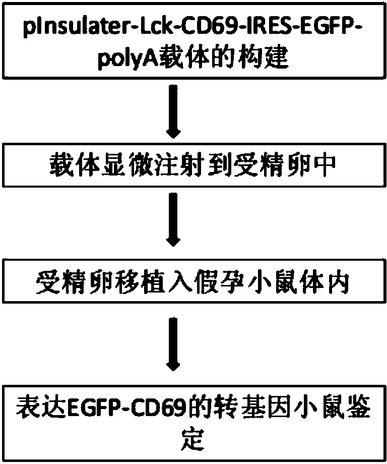 Method for building transgenic mouse animal model