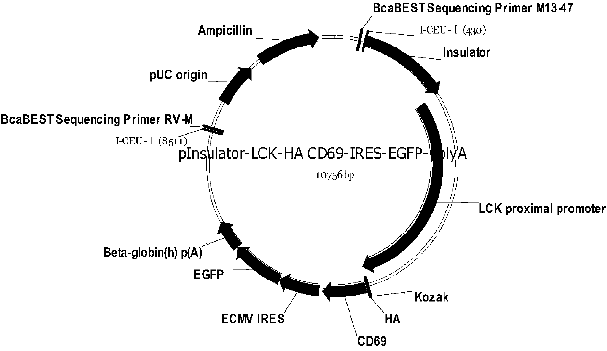 Method for building transgenic mouse animal model