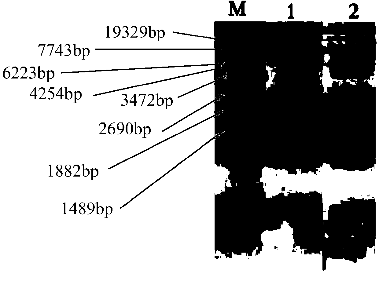 Method for building transgenic mouse animal model