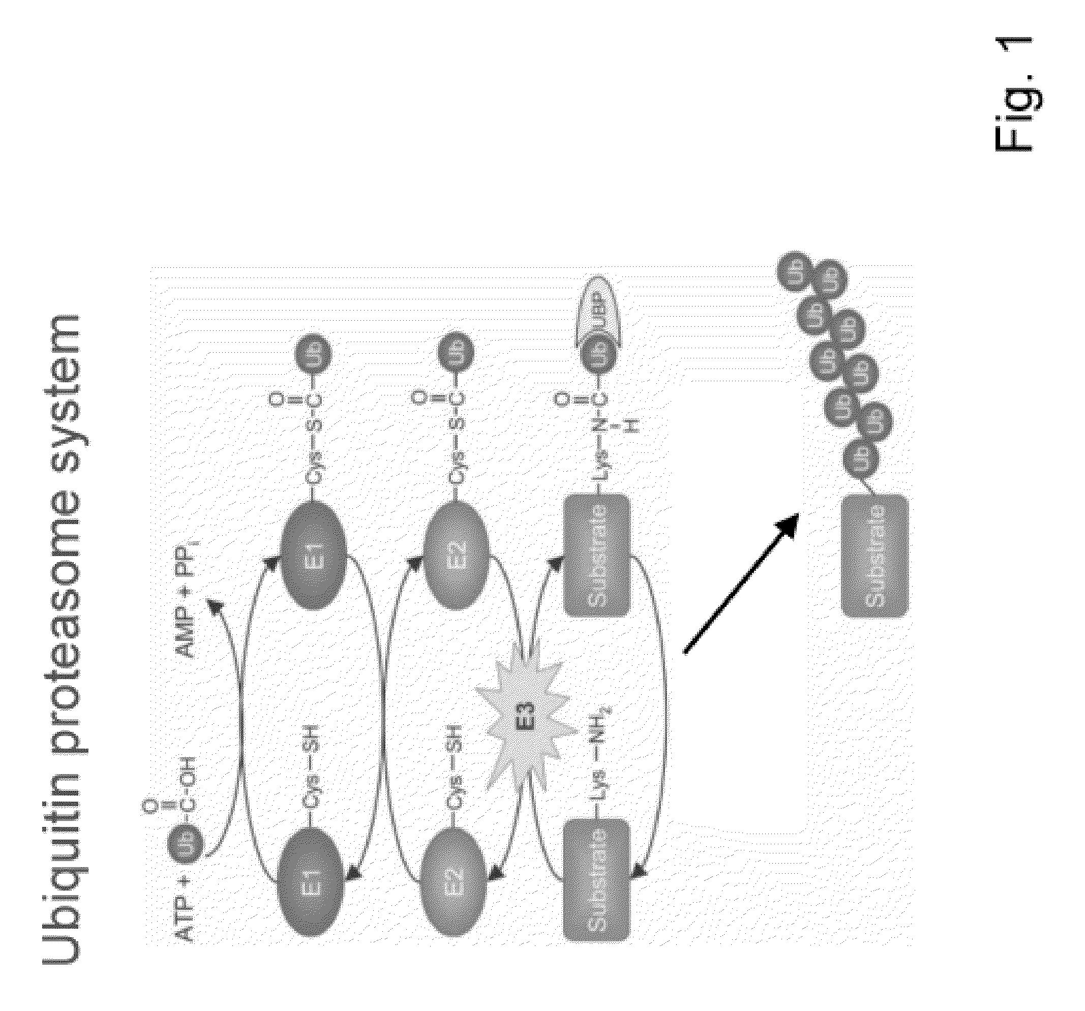 Designer Ubiquitin Ligases For Regulation Of Intracellular Pathogenic Proteins