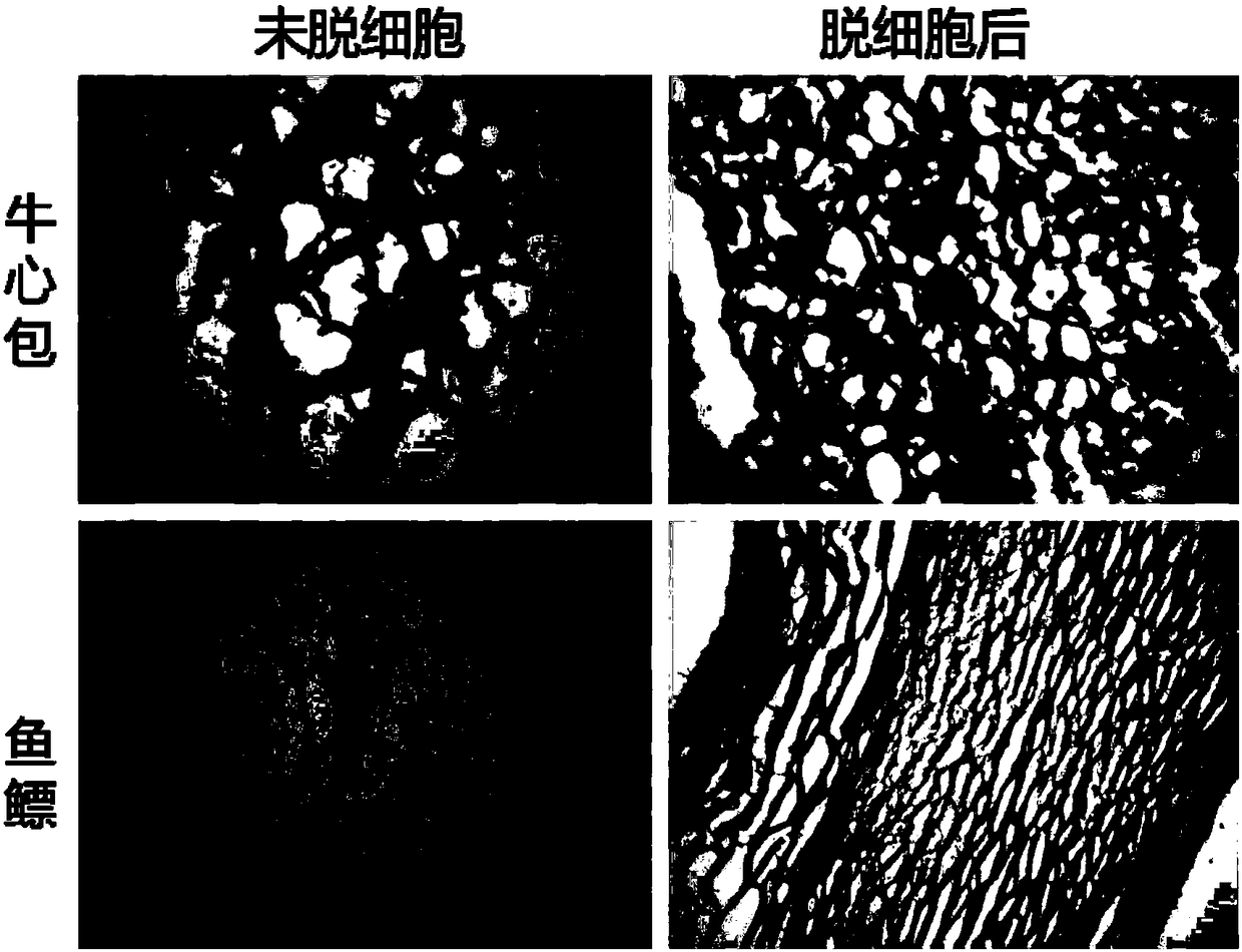 Swim bladder source biological valve material as well as preparation method and application thereof