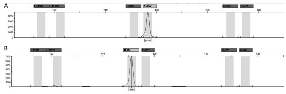 A kind of pkp2 gene mutation detection kit and its detection method