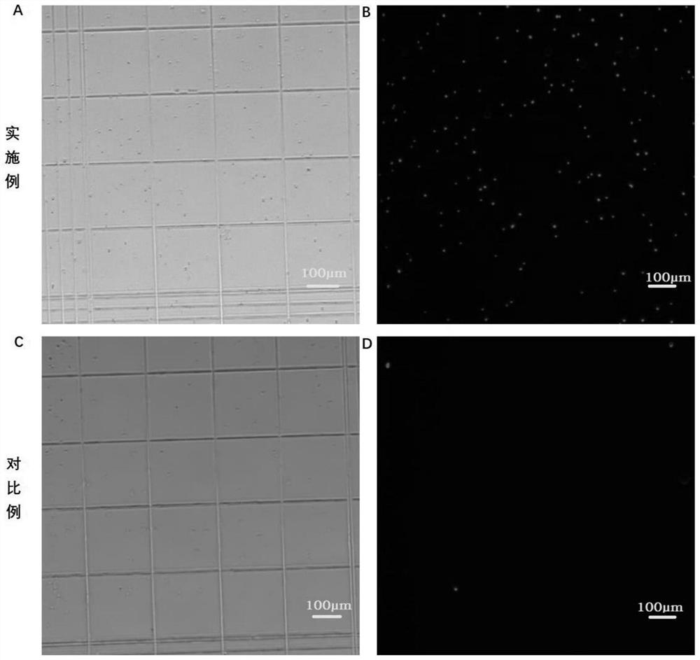 In-vitro tissue cell nucleus separation method for reducing unicellular amplification bias