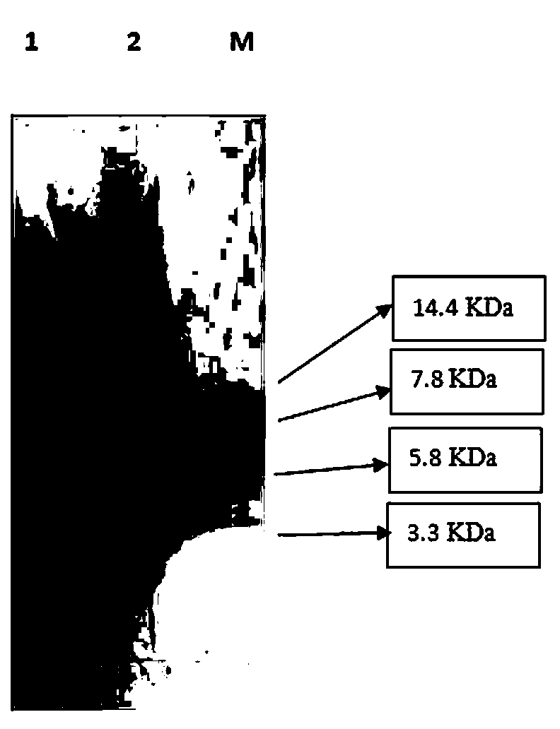 Method for producing silkworm chrysalis peptide powder and silkworm chrysalis meal by aqueous biological enzyme method