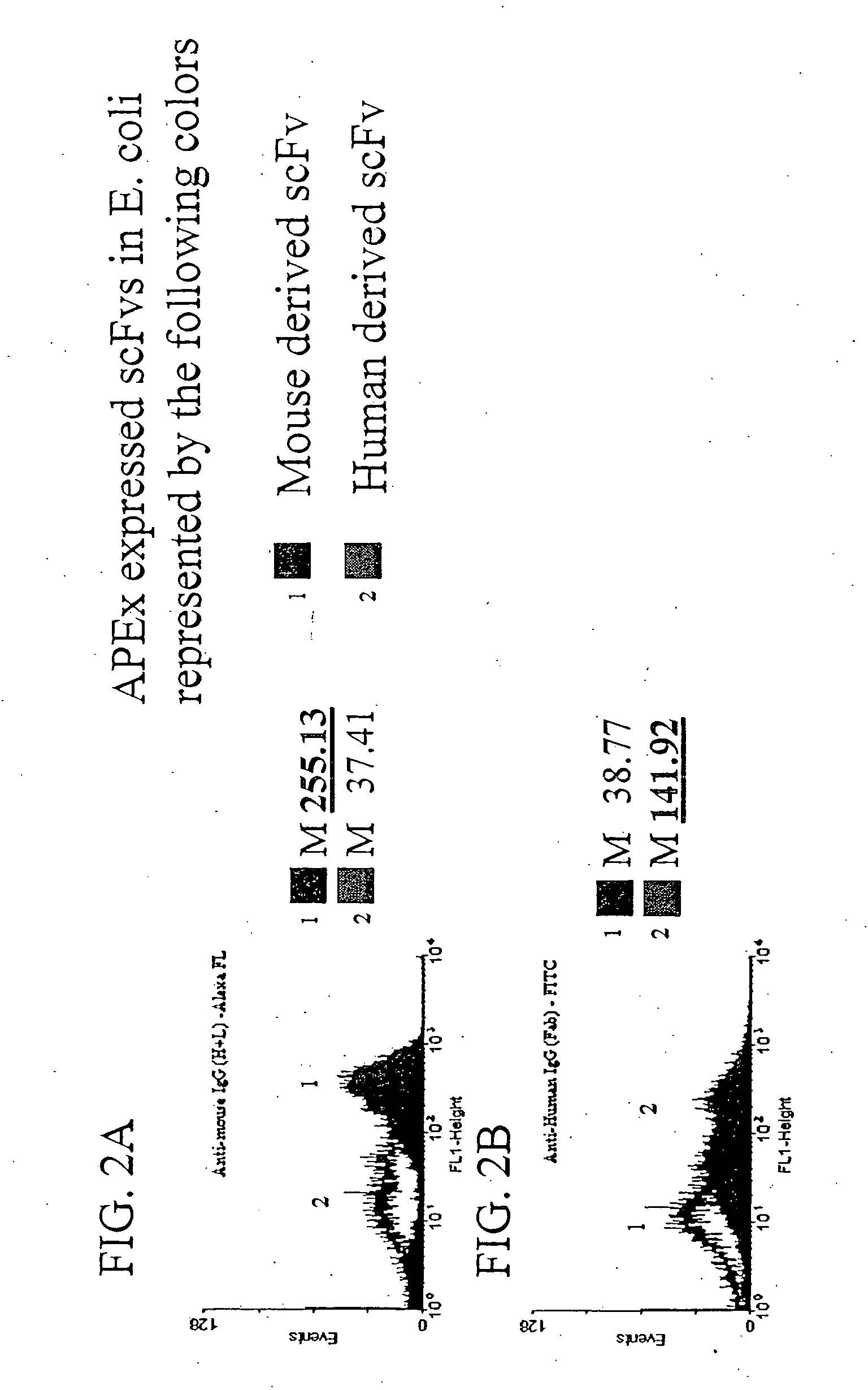 Combinatorial protein library screening by periplasmic expression