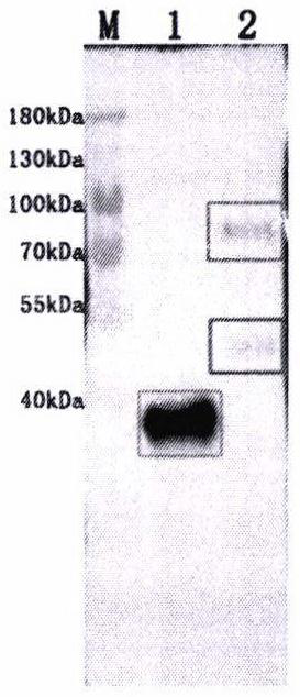 Preparation method of monoclonal antibody capable of recognizing two IgM heavy chains of epinephelus coioides