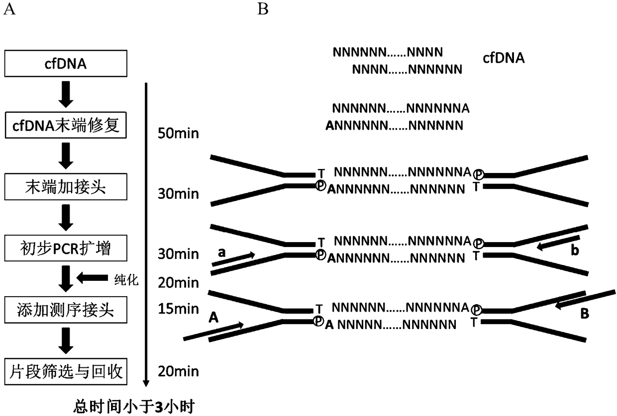 Double-end tag-specific linker for blood micro cfDNA library, kit thereof, and construction method of library