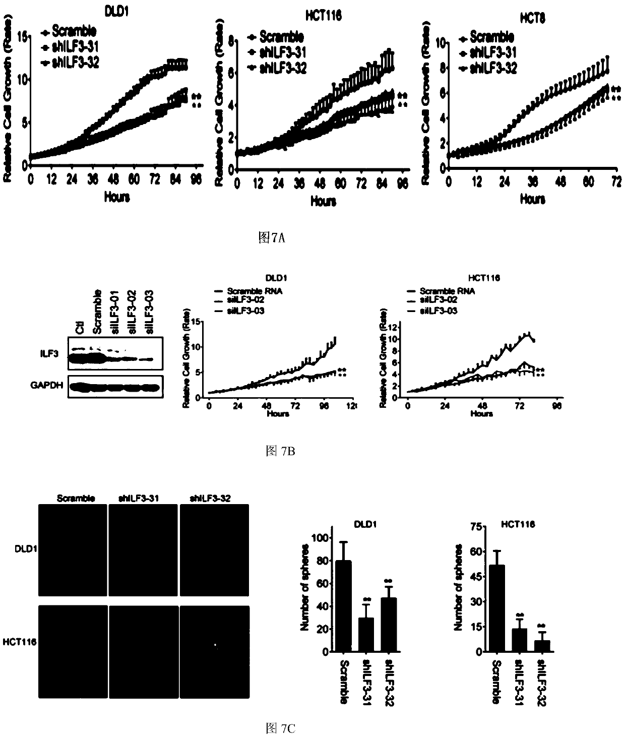 Application of ILF3 detection reagent in preparation of colorectal cancer diagnosis reagent