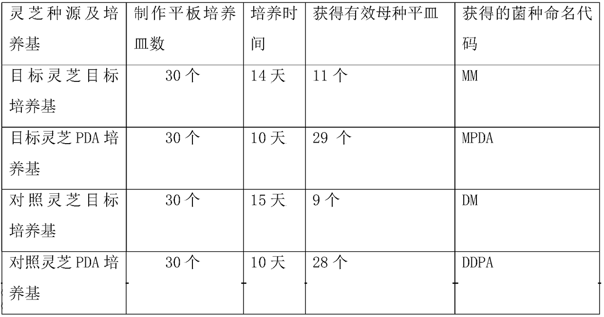 Method for cultivating wild ganoderma lucidum with high efficiency breeding