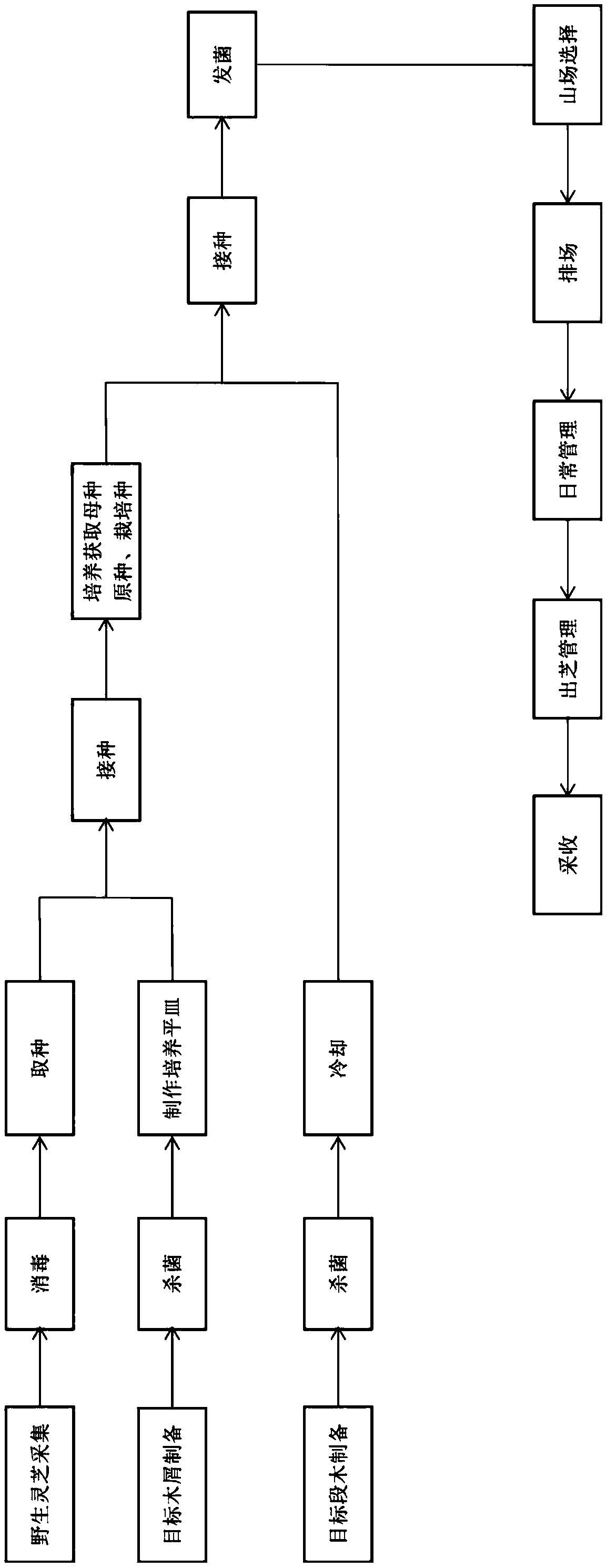 Method for cultivating wild ganoderma lucidum with high efficiency breeding