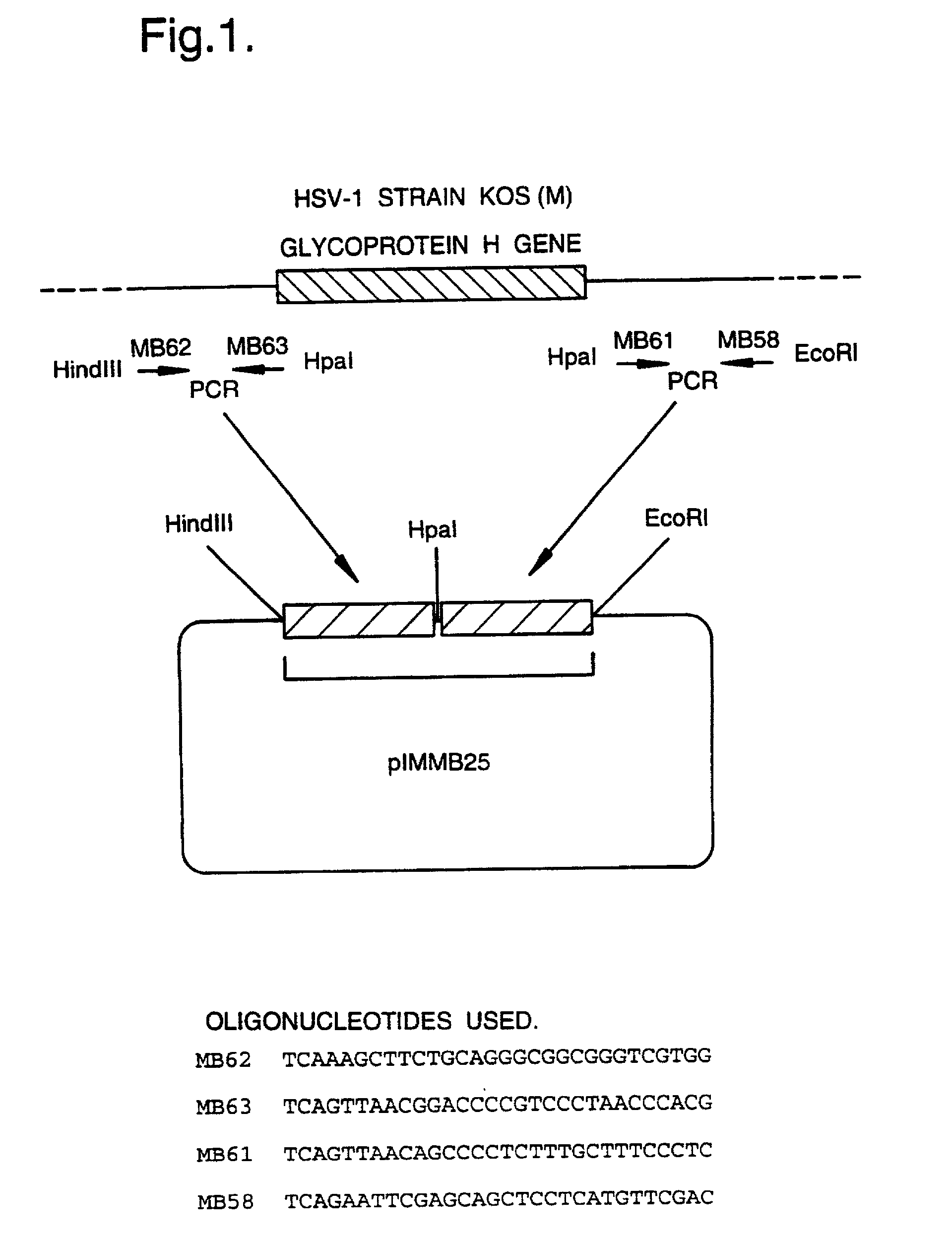 Recombinant virus vectors